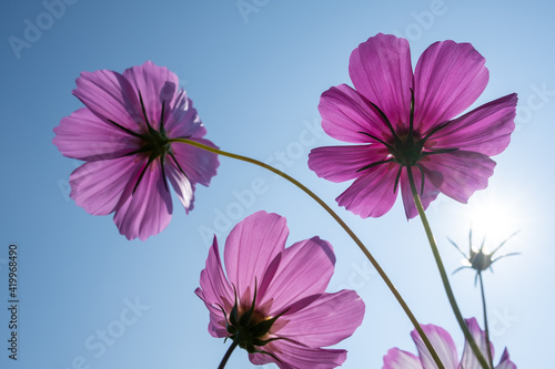 wild flowers in sunny day