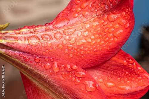 Close up of a red madonna lily with drops of water. Beautiful red plant in garden during spring