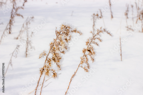 grass in the snow © TheNaturalPhotoBo