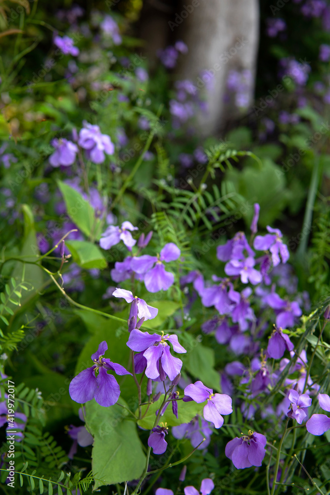 Fototapeta premium 雑草の中のオオアラセイトウ（ダイコンノハナ）／Orychophragmus violaceus
