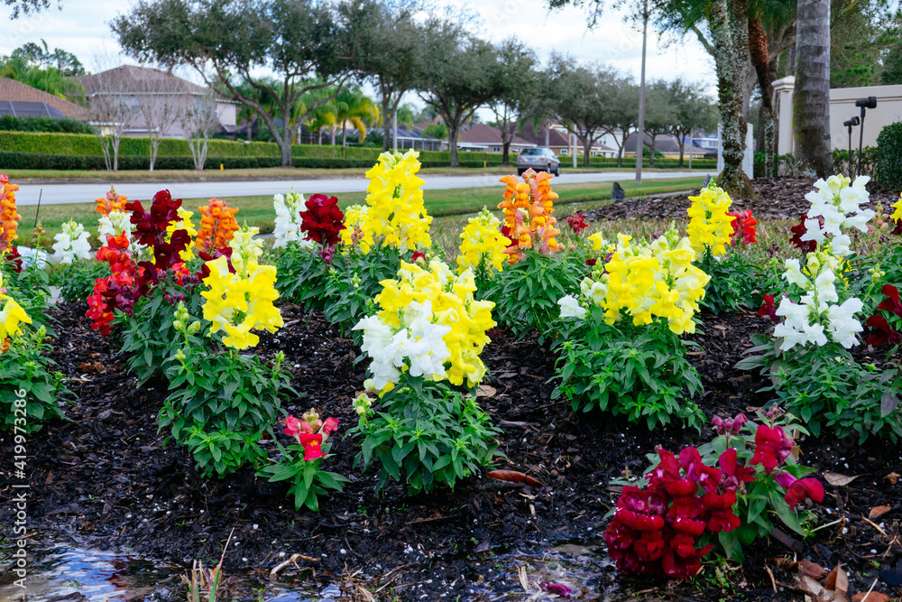 Beautiful snapdragon flower in winter of Florida Beautiful snapdragon flower in winter of Florida