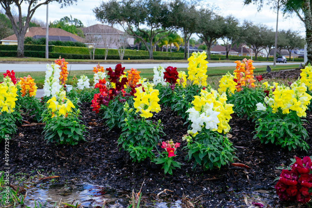 Obraz premium Beautiful garden flower in winter of Florida