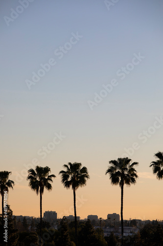 Palm lined sunset view of the downtown skyline of Anaheim  California  USA.