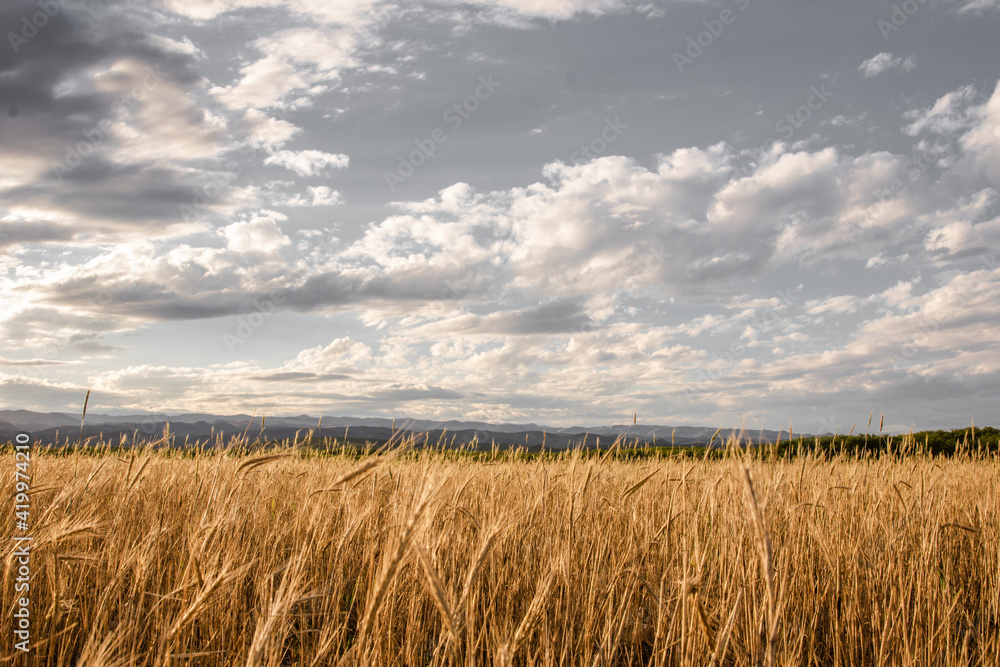 field of wheat