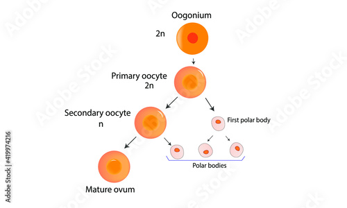 Oogenesis or ovogenesis