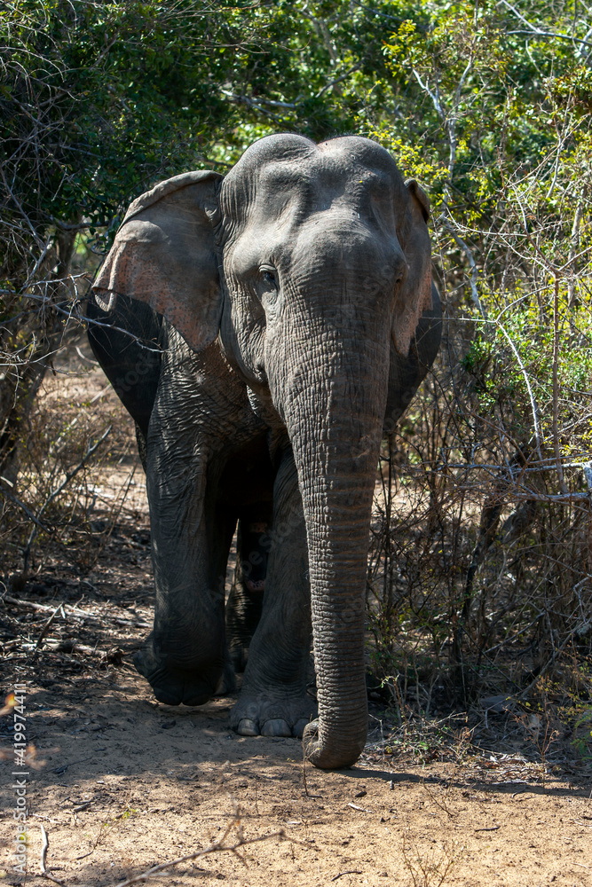 Fototapeta premium A wild elephant walking out of the jungle scrub inside Yala National Park. Yala is located near Tissamaharama in southern Sri Lanka.