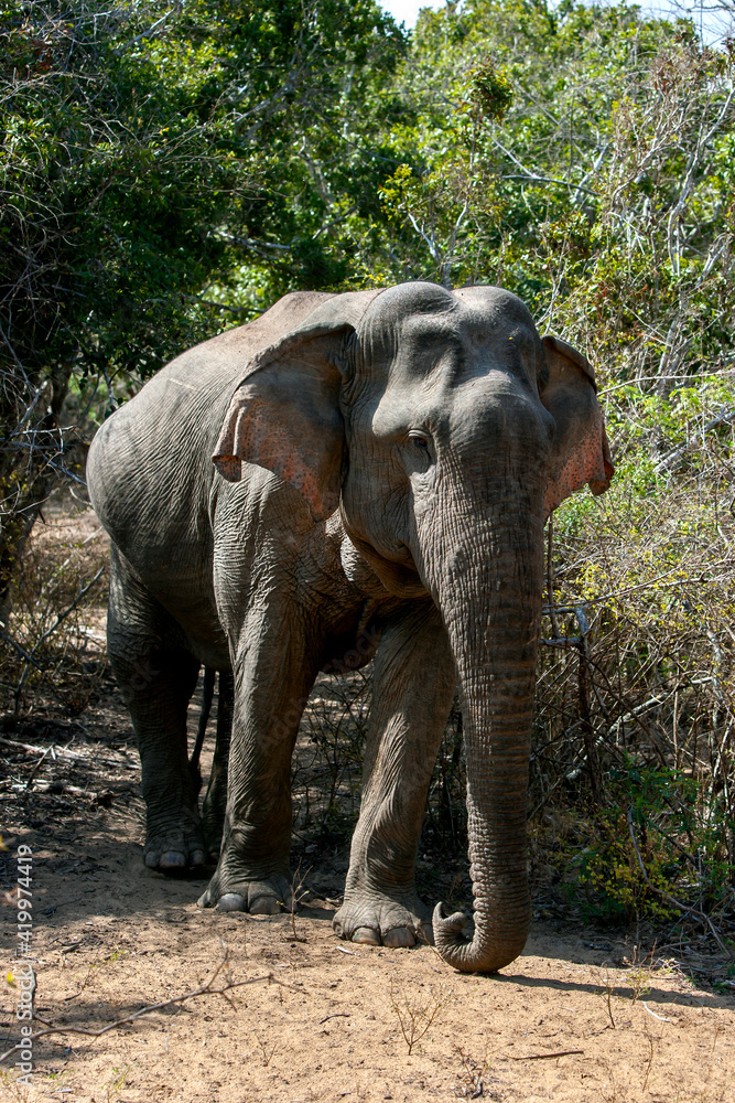 Fototapeta premium A wild elephant walking out of the jungle scrub inside Yala National Park. Yala is located near Tissamaharama in southern Sri Lanka.