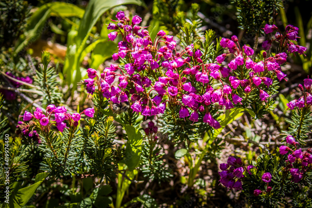 Obraz premium Glacier National Park, Montana. Alpine flower