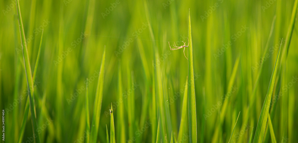 green grass in the wind green grass in the wind