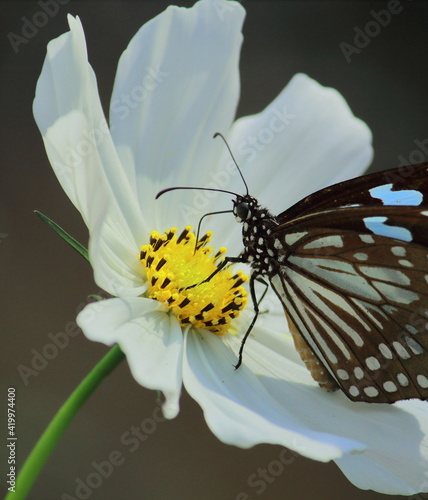 blue tiger butterfly (tirumala limniace) is sitting on cosmos flower in a butterfly garden in west bengal, india photo