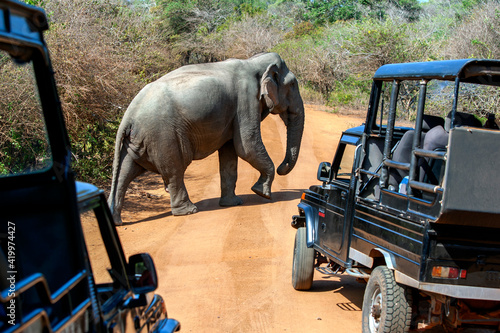 A wild elephant crosses a road inside Yala National Park in front of a group of safari jeeps. Yala is located near Tissamaharama in southern Sri Lanka.