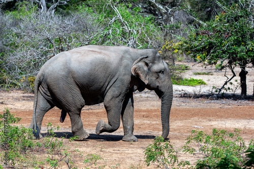 A wild elephant walking towards a waterhole inside Yala National Park. Yala is located near Tissamaharama in southern Sri Lanka. photo