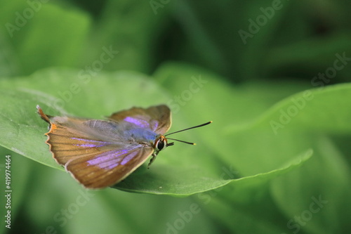 Foto aberrant oakblue or aberrant bushblue butterfly (arhopala abseus) on a green lea