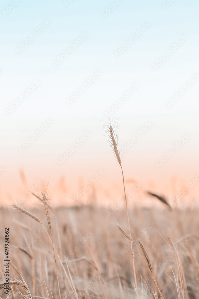 Fototapeta premium sunset in the field