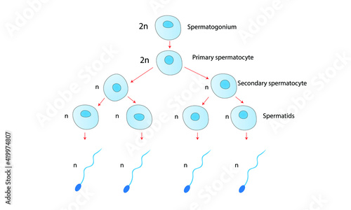 Spermatogenesis photo