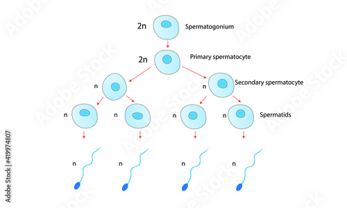 Spermatogenesis