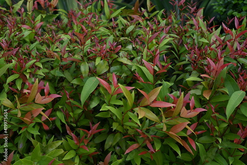 A small shrub with bright red and green leaves named Nandina domestica nandina. Heavenly bamboo or sacred bamboo is a type of flower in the family. Berberidaceae. The front focus is blurred on back.
