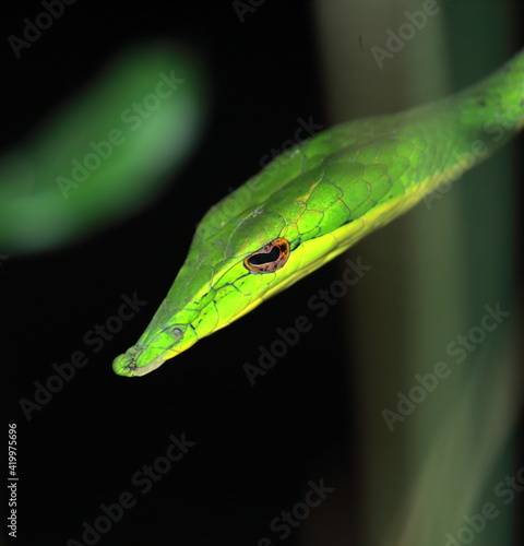 close up view of beautiful but venomous common vine snake or long nosed whip snake (ahaetulla nasuta), also known as sri lankan green vine snake