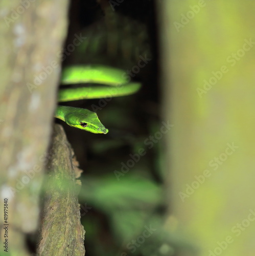 mildly venomous common vine snake or sri lankan vine snake, also known as long nosed whip snake (ahaetulla nasuta) in a tropical rainforest