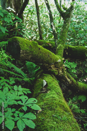 SONY DSC   forest  trees new leaves  nature oirase aomori woods moss landscape water  river  mushroom green                                              