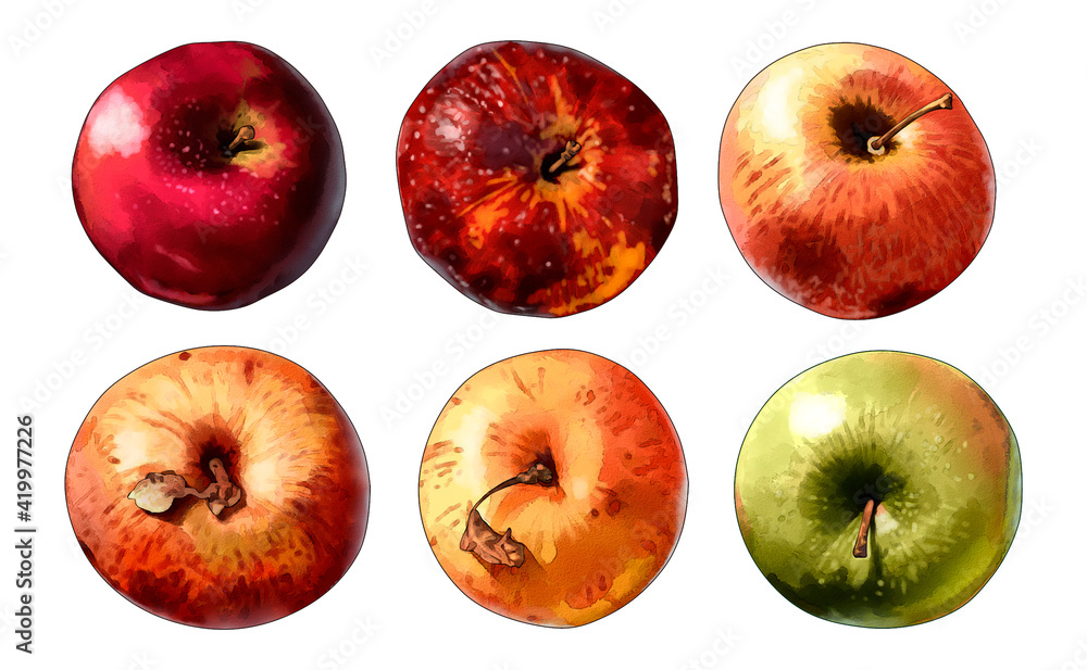 collection of stylized isolated ripe apple for your illustrations collection of stylized isolated ripe apple for your illustrations