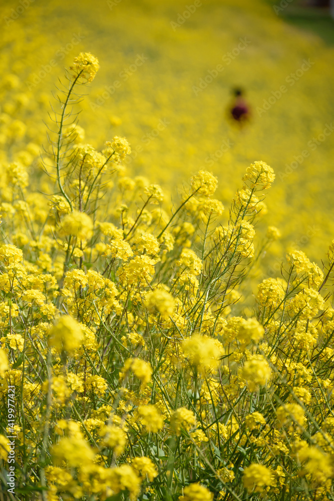 Obraz premium 満開の菜の花