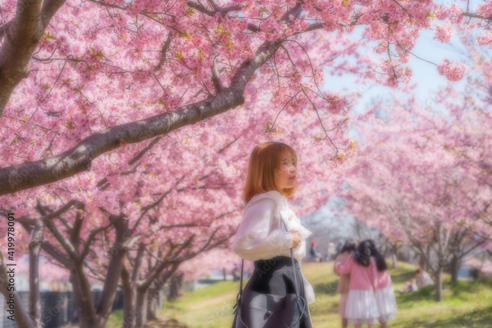 河津桜と若い女性 河津桜と若い女性