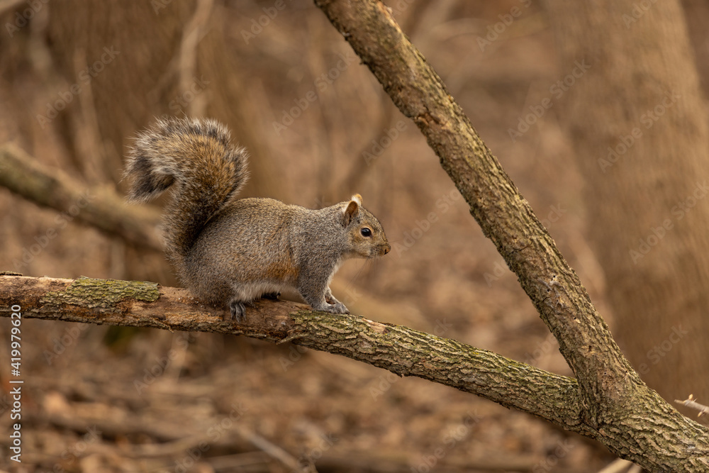 squirrels on a branch on a sunny day