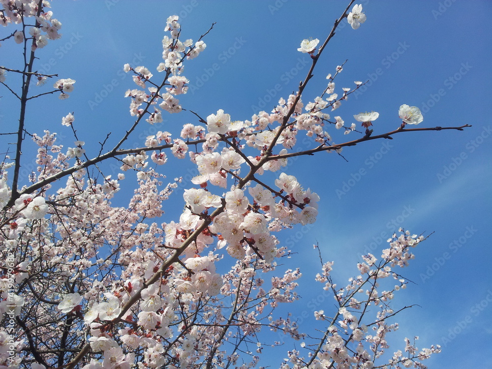 Cherry blossom under the blue sky