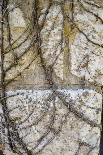 withered vine on a brick wall