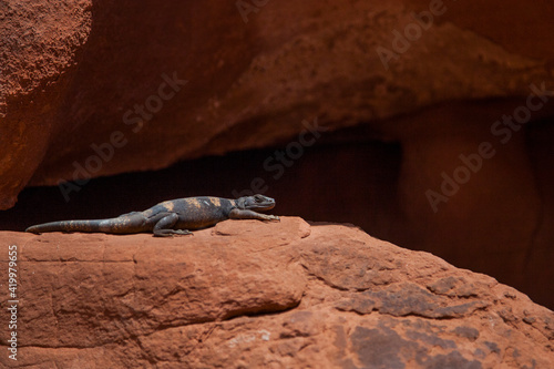 Photography Chuckwalla lizard sunbathing on desert rock Valley of Fire, Las Vegas, Nevada