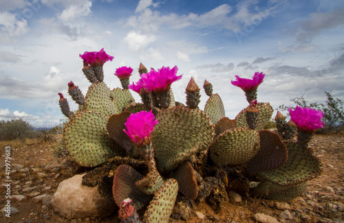 Photography Pink flower blooming on desert cactus at Red Rock Canyon, Las Vegas, Nevada