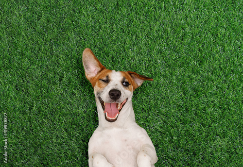 Funny dog winks and smiles on the green grass in the park.