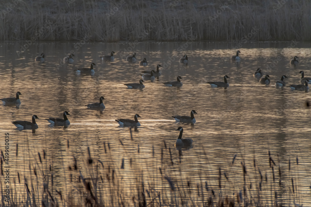 Canada Geese in Pond Muted Morning Light Canada Geese in Pond Muted Morning Light