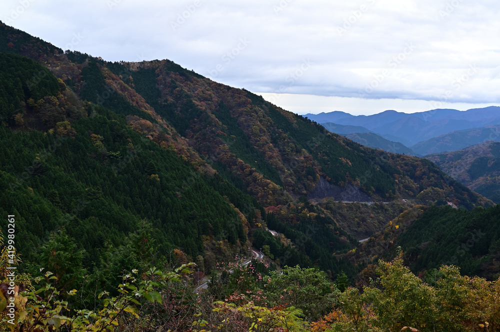 Fototapeta premium 紅葉シーズンの三頭山の登山道