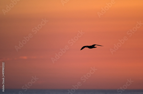 Silhouette of Bird Flying in Pastel Sunrise Sky © Tom Ramsey