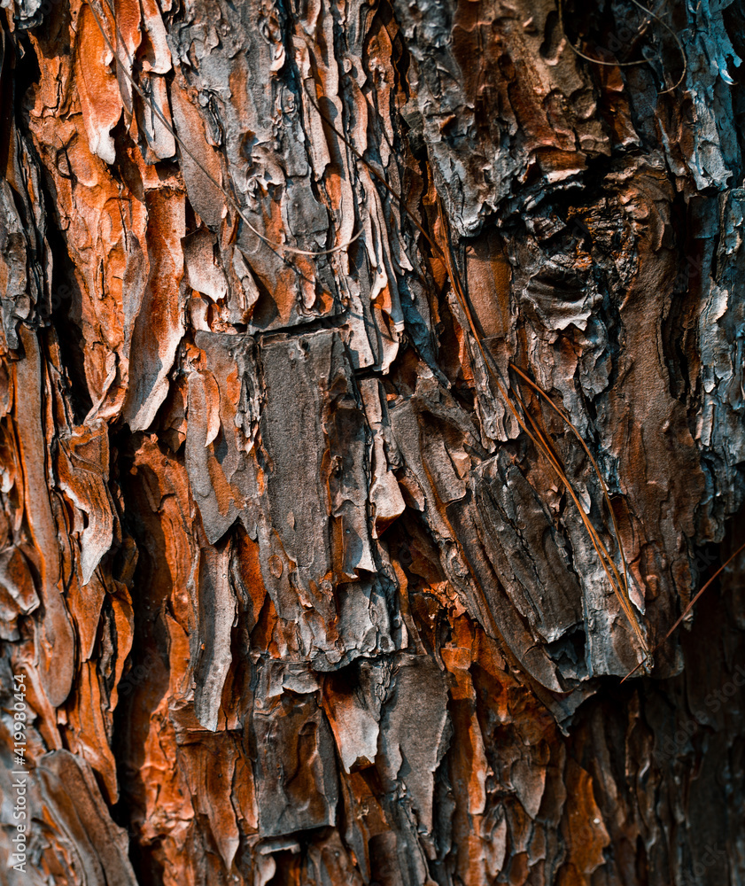 Pine Bark, a unique pattern of bark used as a background. Pine Bark, a unique pattern of bark used as a background.