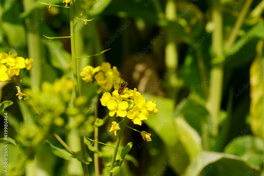 Obraz premium 菜の花