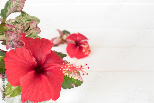 colorful flower red hibiscus and leaf arrangement flat lay postcard style on background white wooden