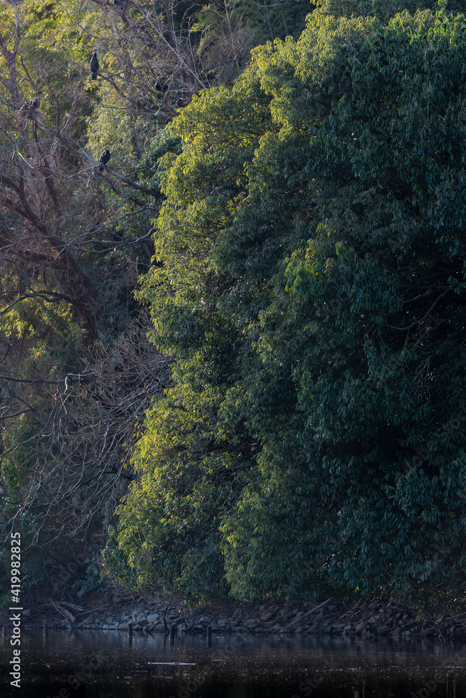 Morning forest in Yamadaike Lake. Morning forest in Yamadaike Lake.