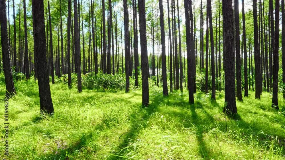 Woods in spring morning, sunlight passing through woods Woods in spring morning, sunlight passing through woods