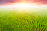 Rice field and sky background at sunset time with sun rays.