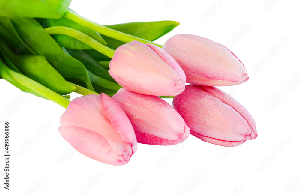 spring flowers light pink tulips isolated on a white background spring flowers light pink tulips isolated on a white background