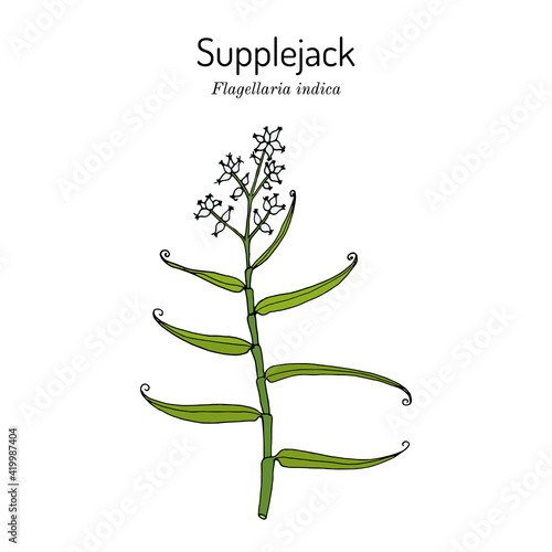Whip vine, or hell tail, supplejack, false rattan, bush cane Flagellaria indica, medicinal plant