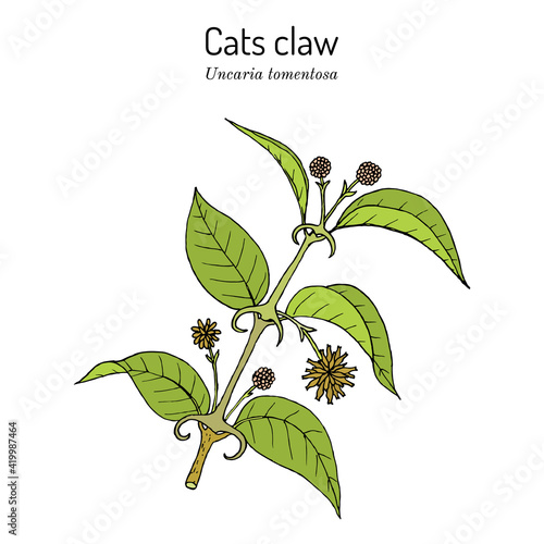 Cat s claw Uncaria tomentosa , or vilcacora, medicinal plant