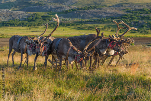 Sled of reindeer on a sunny August day. Yamal, Russia photo