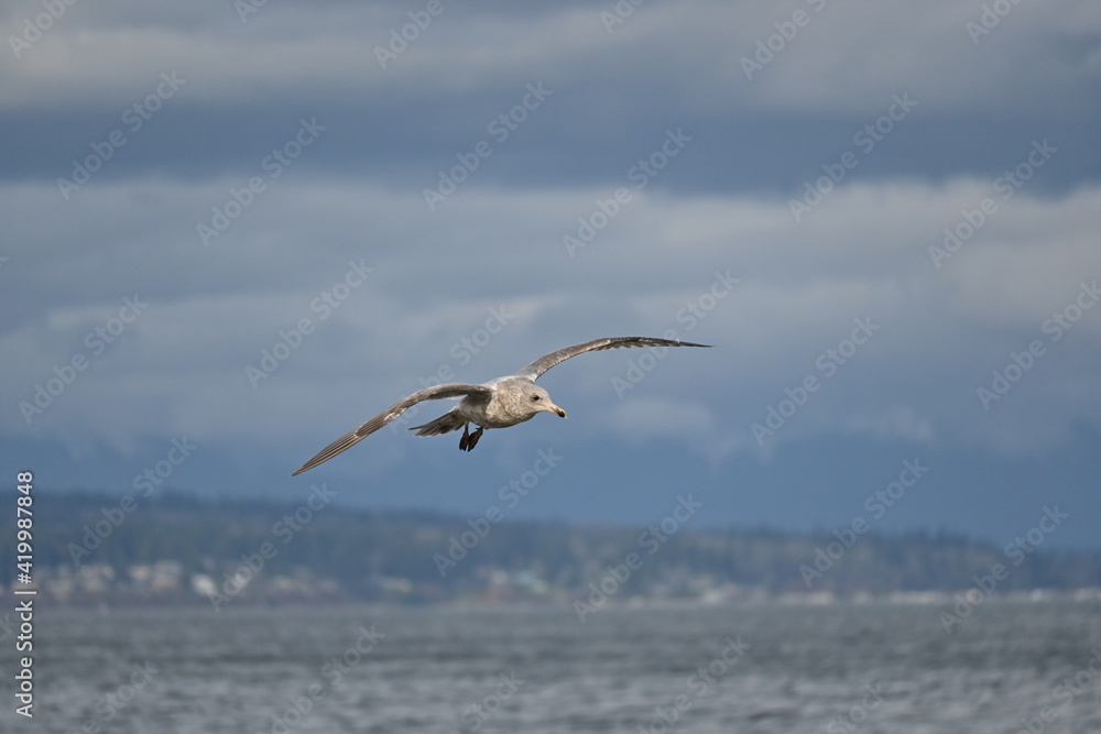 seagull in flight