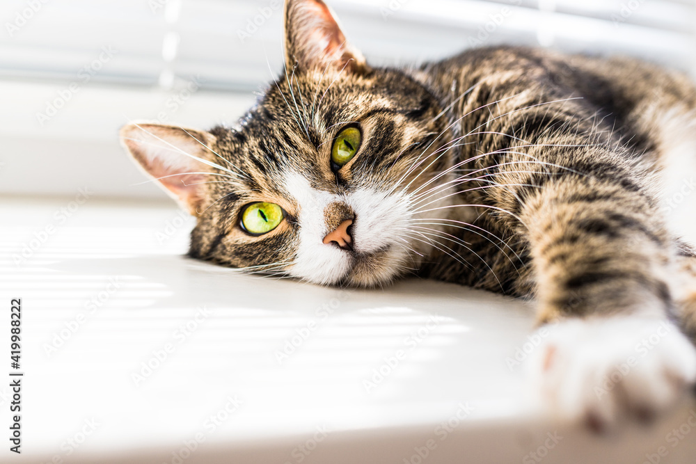 funny, tabby, beautiful, cute cat with green eyes lies, relaxes