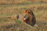 ライオン（ケニア）