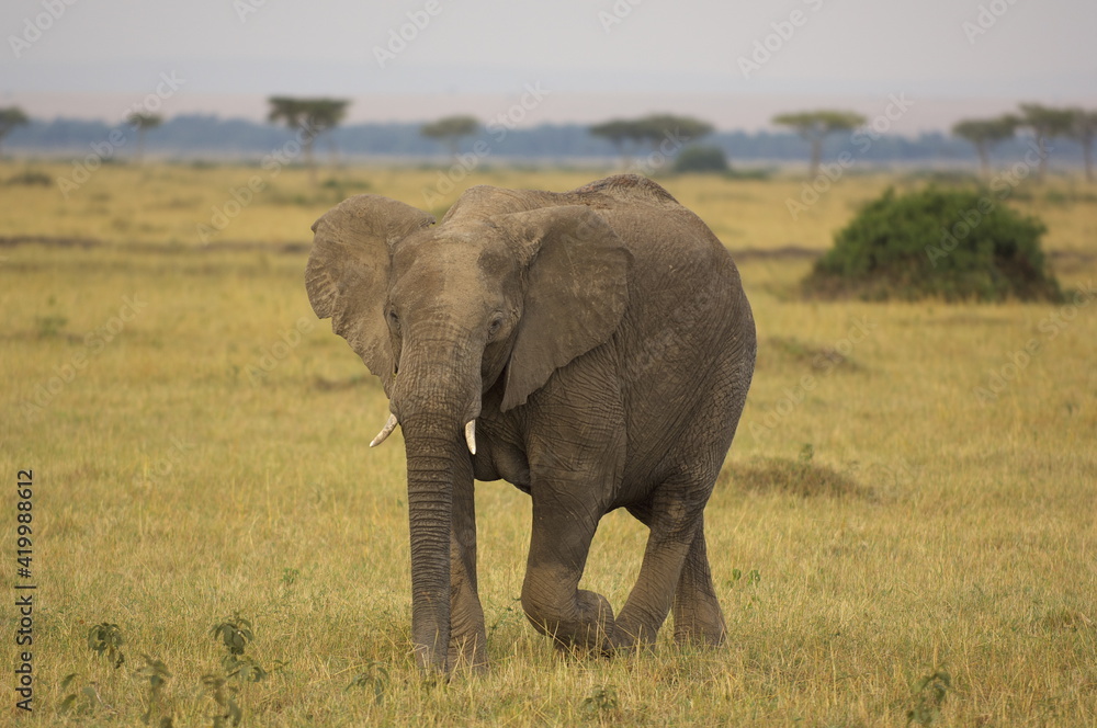 アフリカゾウ（ケニア）